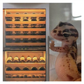 Gecko Wine Fridge Sticker